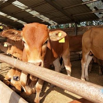 鲁西黄牛小牛犊 大型养殖场 出售鲁西黄牛小牛犊 品种齐全 鲁西黄牛小