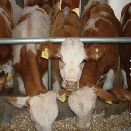 肉牛养殖利润 小黄牛一头 幼牛育肥