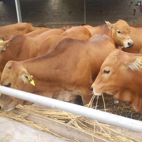 鲁西黄牛养殖场 纯种肉牛养殖场 嘉诚牧业 贵阳肉牛养殖场 安格斯牛