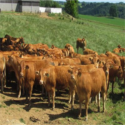 山东规模化肉牛养殖场小黄牛价格西门塔尔牛价格厂家热销
