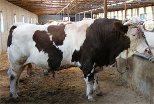 供应成品肉牛价格图片 高清图 细节图 山东腾飞畜牧养殖 
