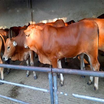 南方适合养殖什么品种的牛 鲁西黄牛价格 改良肉牛多少钱一头