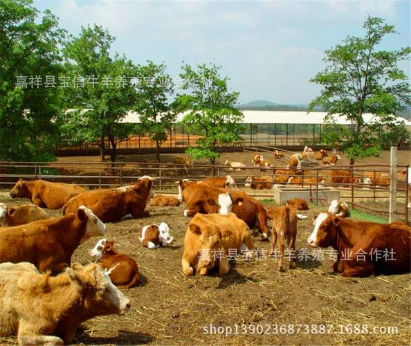 300斤鲁西黄牛牛犊价格,湖南肉牛养殖场在哪里?