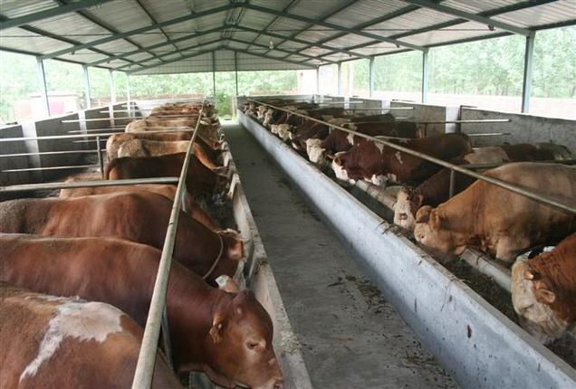 产品频道 牧业 牲畜及制品 牛 鲁西黄牛 肉牛养殖场 养牛 养牛场 养牛