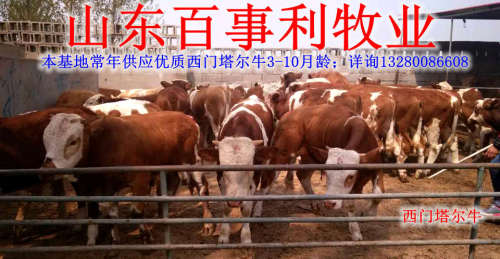 荆州肉牛养殖场地点