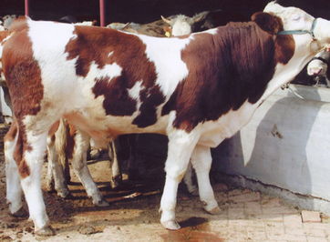 东北改良 牛 网 吉林 肉 牛 养殖基地中国西门塔尔