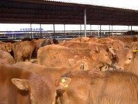 山东黄牛就是鲁西黄牛最好饲养 200-300牛犊价格-企汇网
